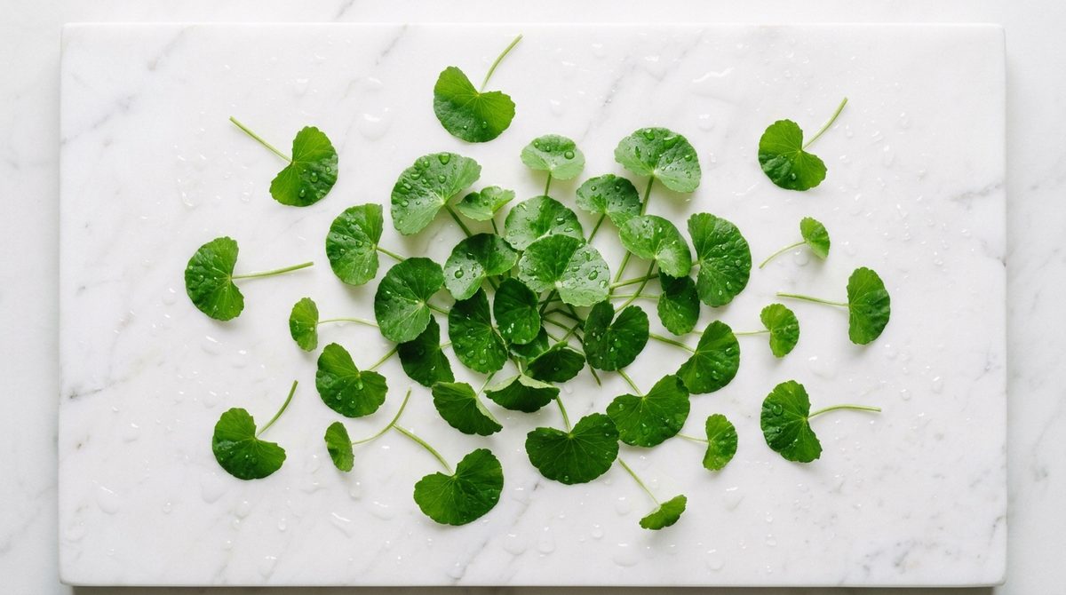 Centella Asiatica (Cica): The Recovery Powerhouse